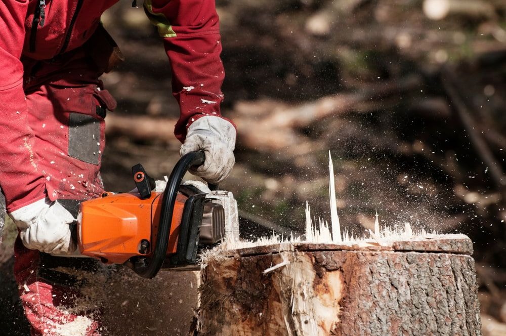 Best Tree Removal Services